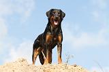 BEAUCERON 509